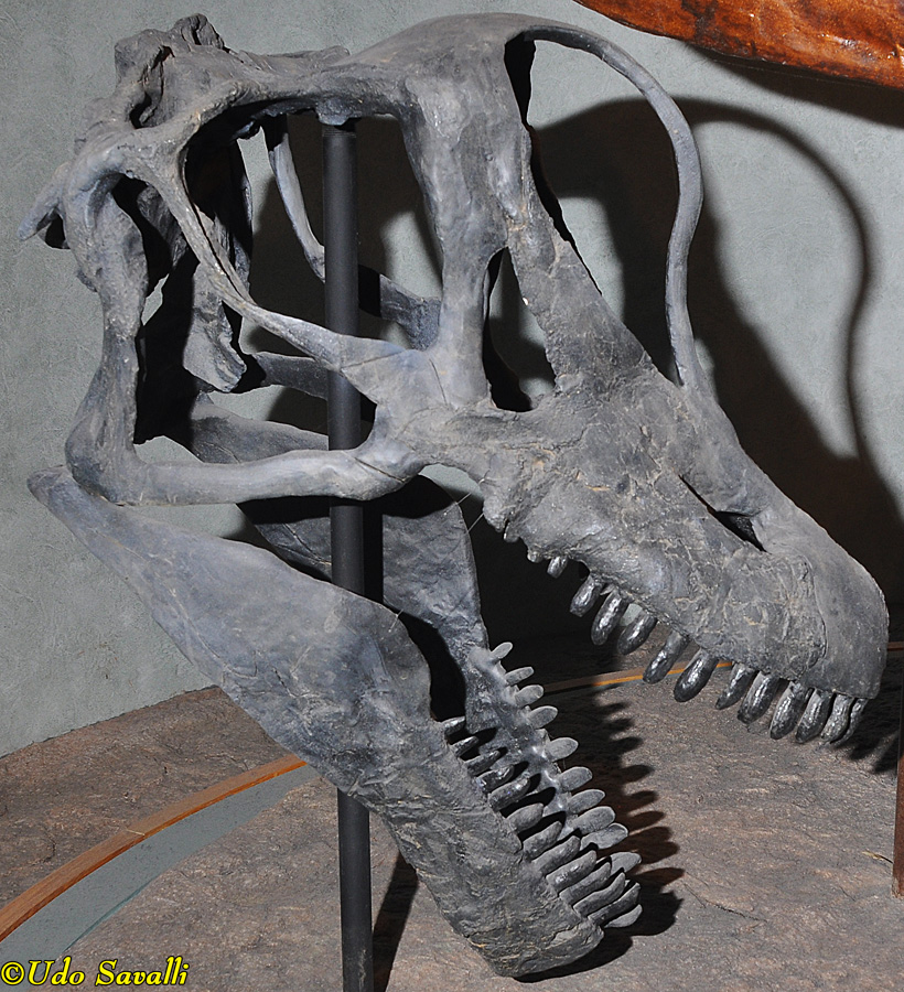 Brachiosaurus skull