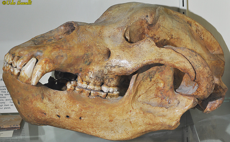 Cave Bear