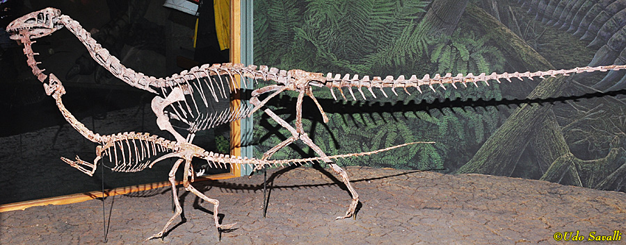 Coelophysis