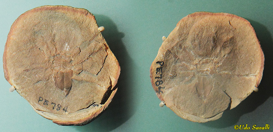 Curculioides in concretion