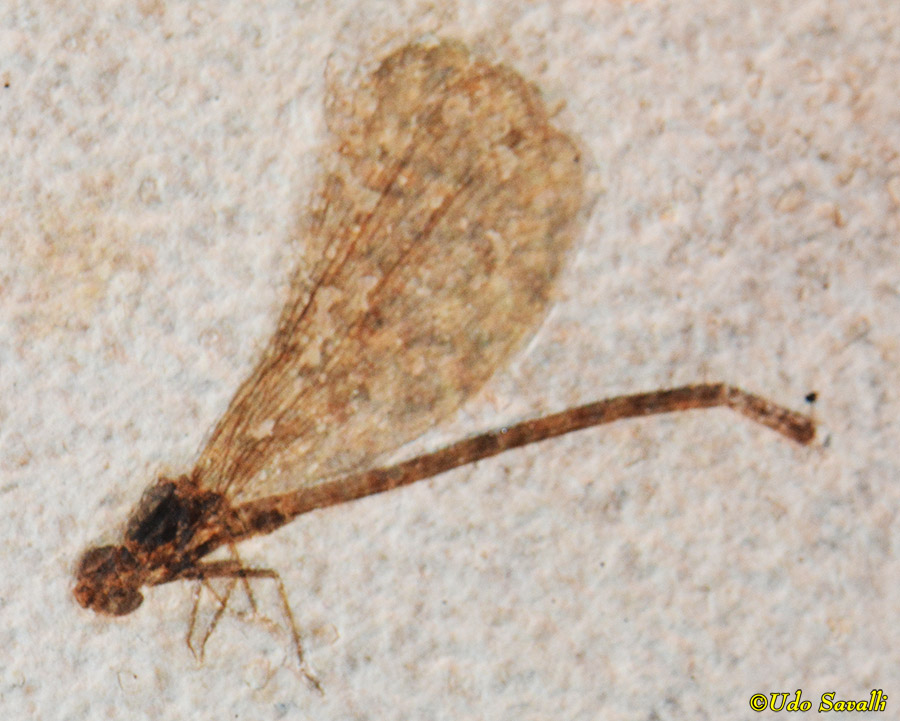 Damselfly fossil