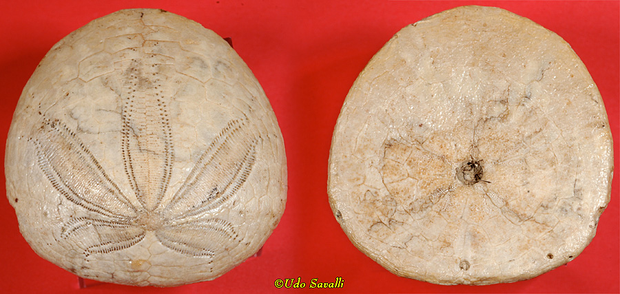 sand dollar