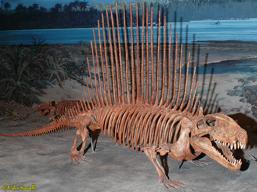 Dimetrodon