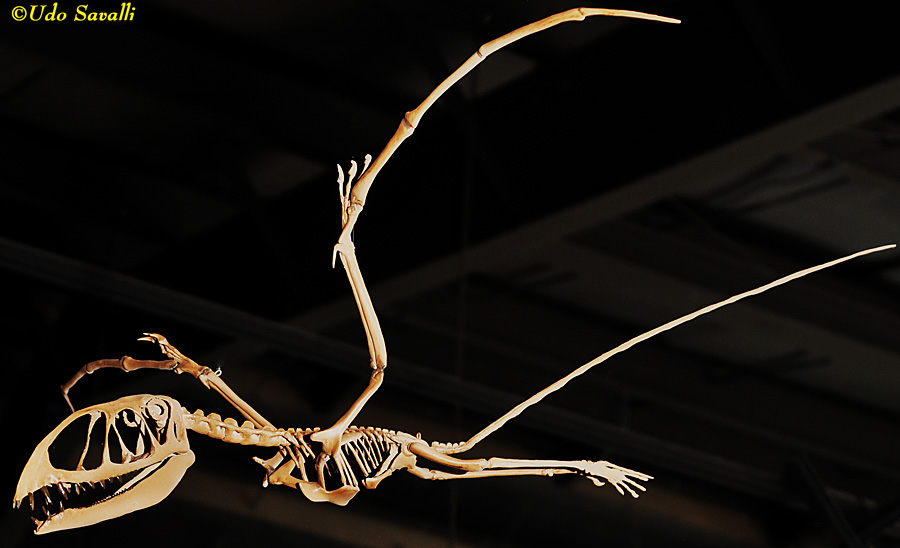 Dimorphodon