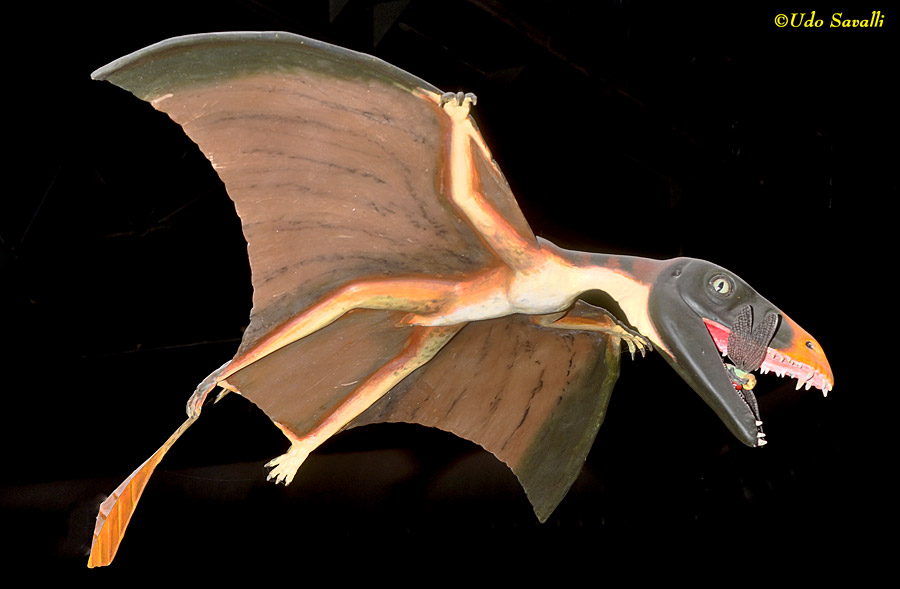 Dimorphodon Model