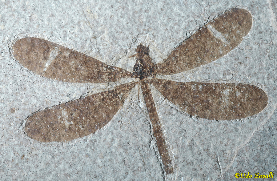 dragonfly 1