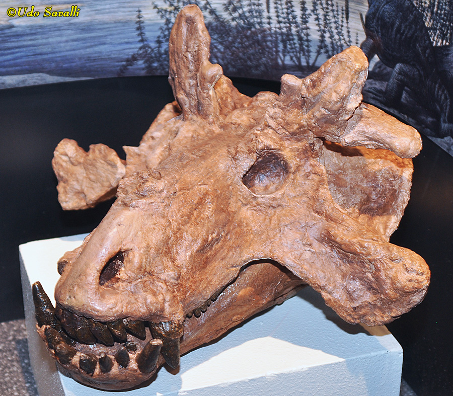 Estemmenosuchus