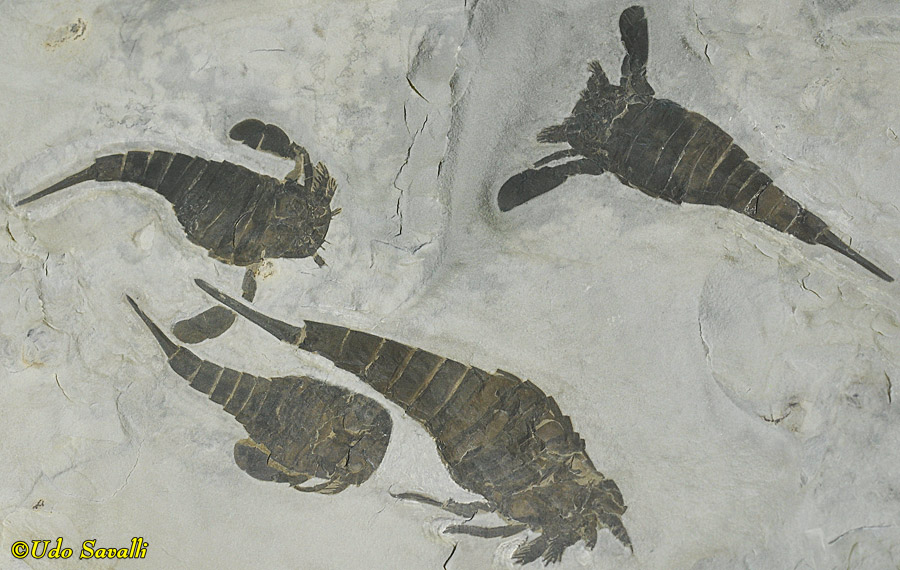 Eurypterus group