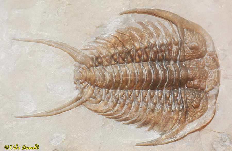 Gabriceraurus trilobite