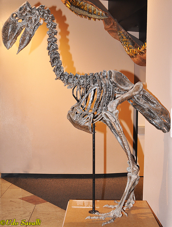 Gastornis