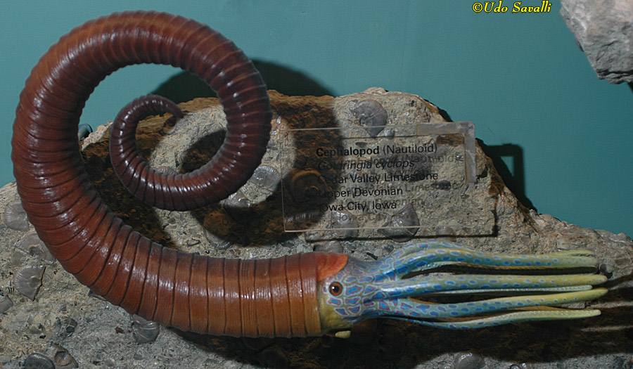 Goldringia