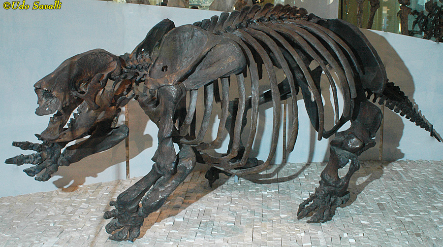 Harlan's Ground Sloth