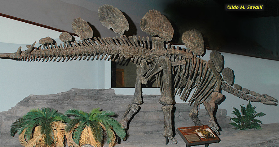 Hesperosaurus