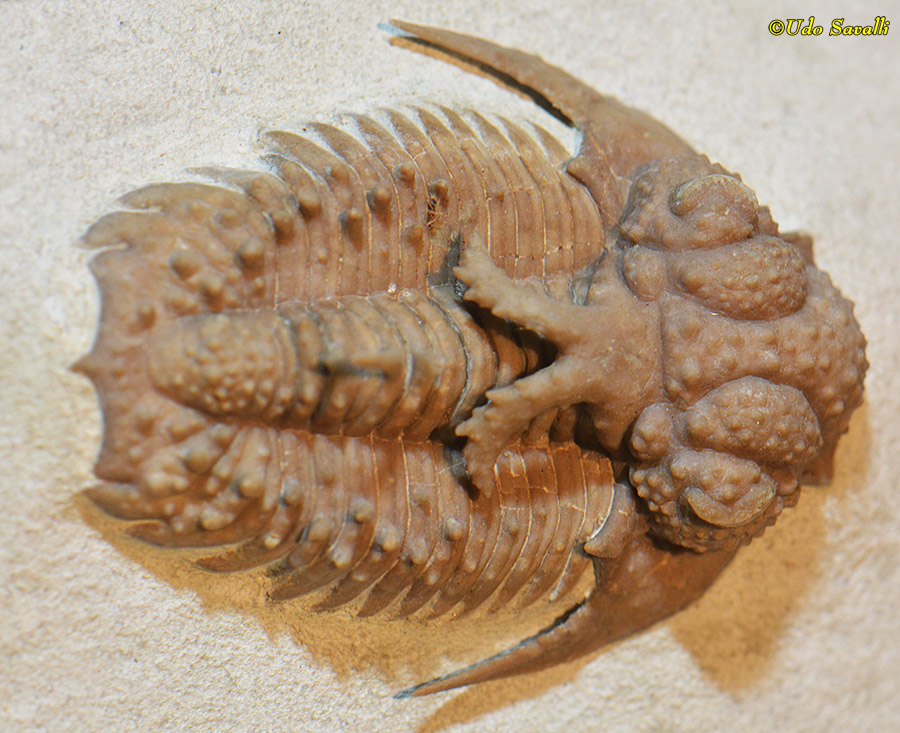 Hoplolichas fossil