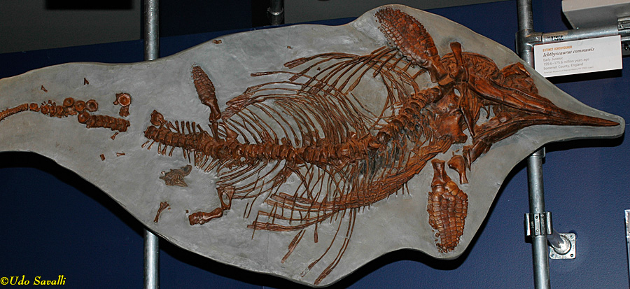 Stenopterygius