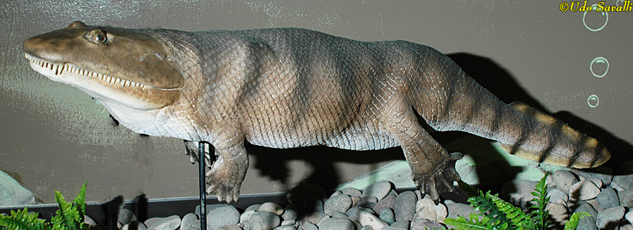 Ichthyostega Model