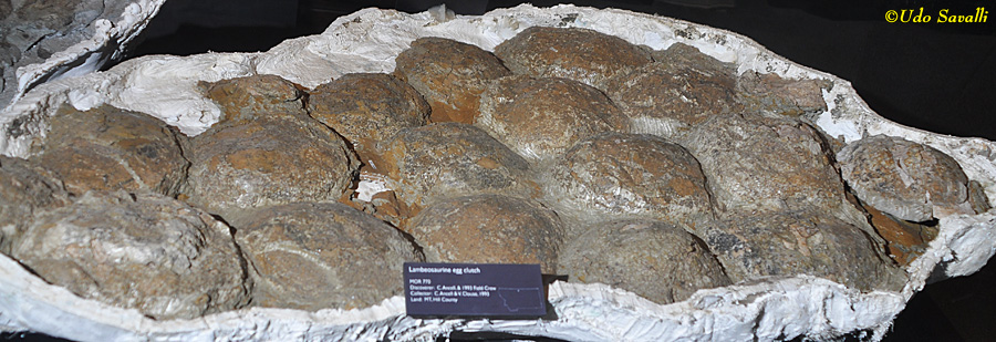 lambeosaurine eggs