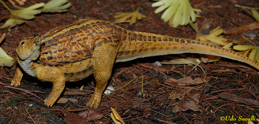 Liaoningosaurus Model