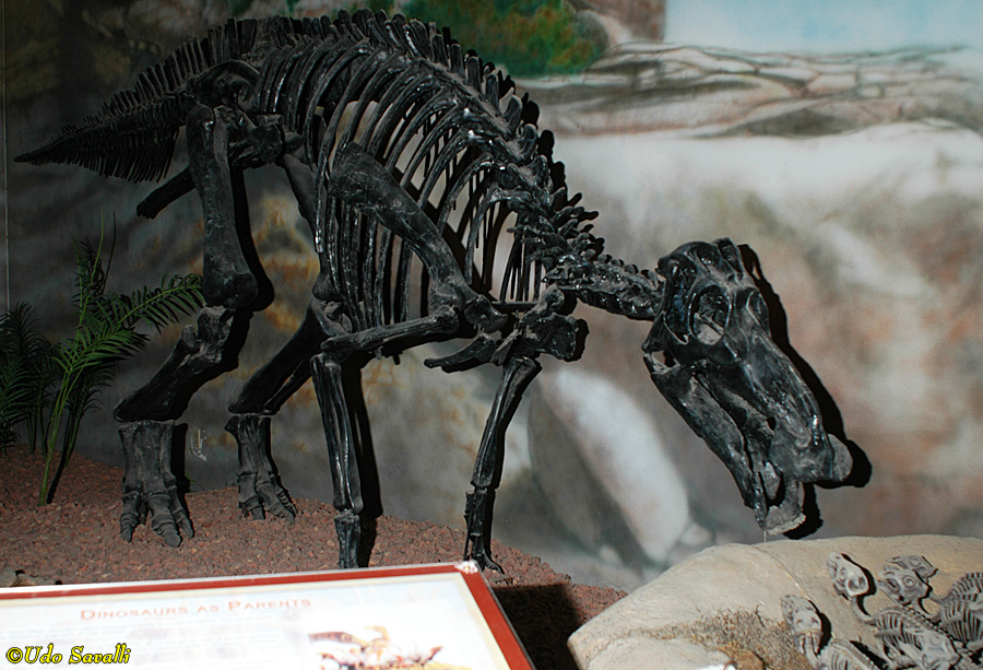 Maiasaura