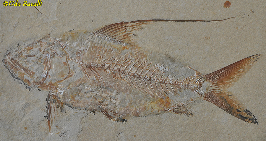 Nematonotus