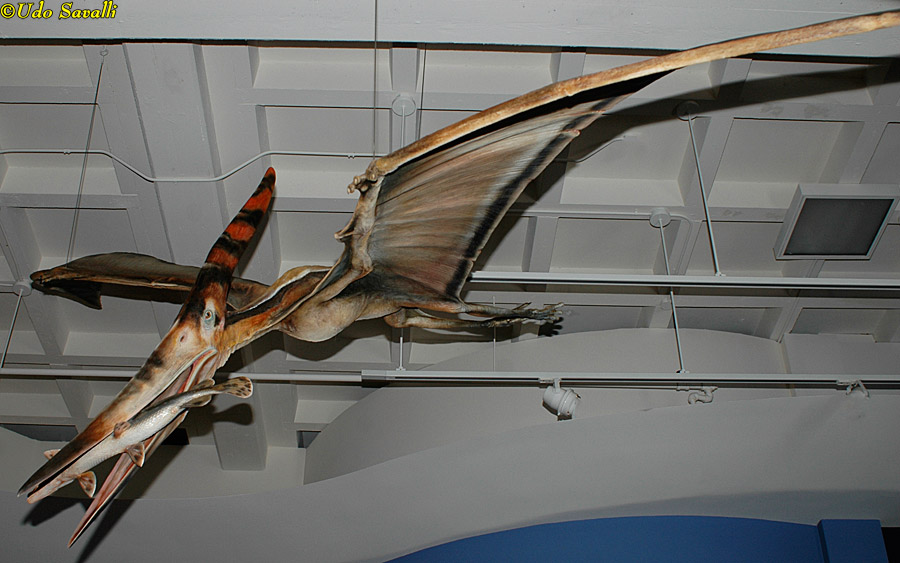 Pteranodon Model