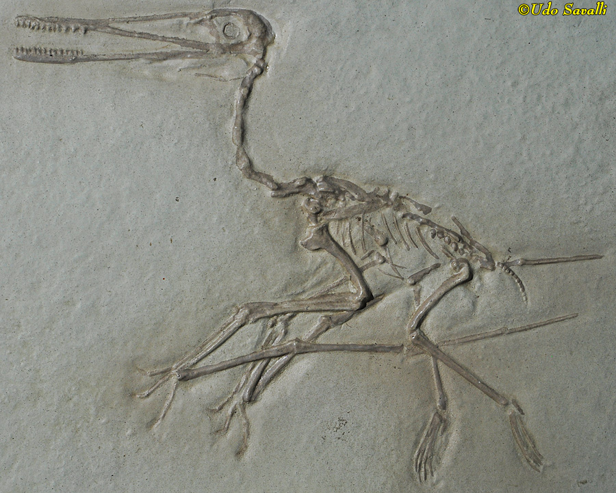 Pterodactylus