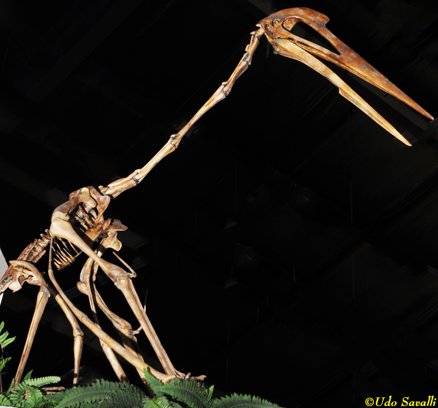 Quetzalcoatlus