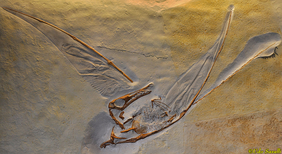 Rhamphorhynchus 2