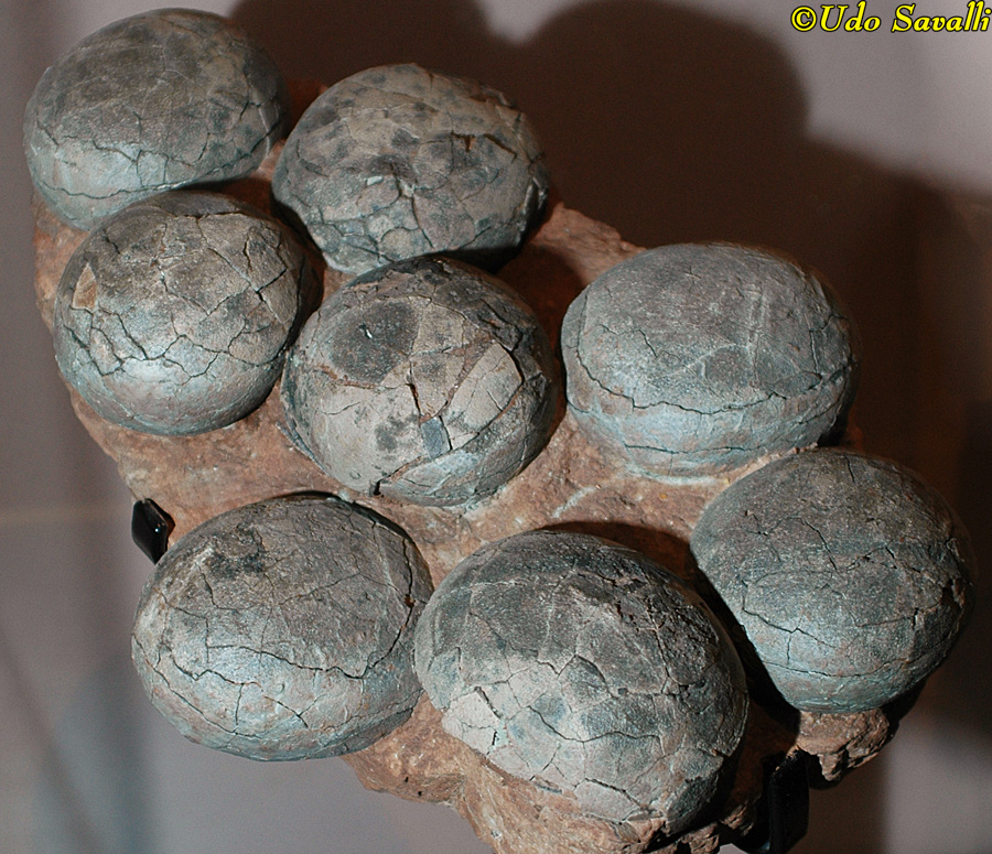 Segnosaurus eggs