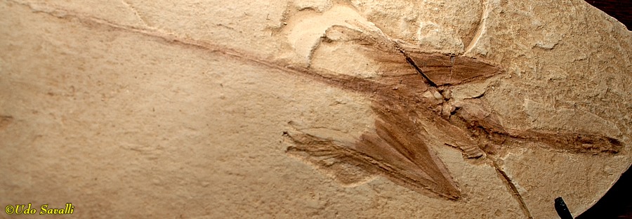 Sharovipteryx