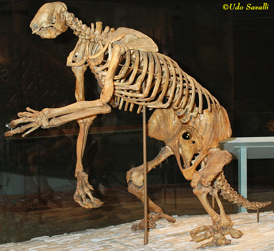 Shasta Ground Sloth