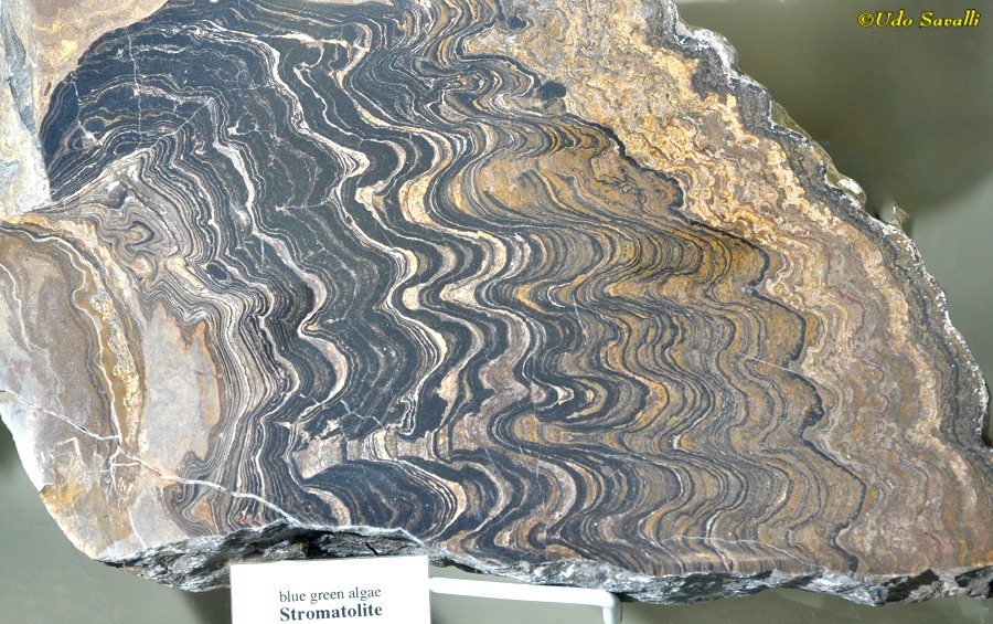 stromatolite