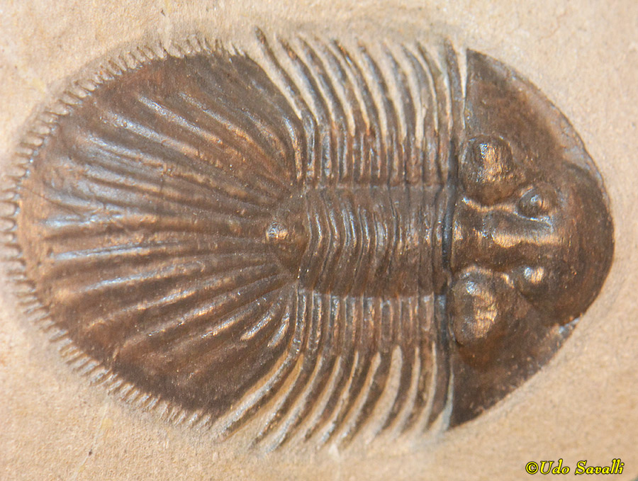 Thysanopeltis fossil