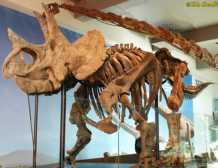 Triceratops prorsus