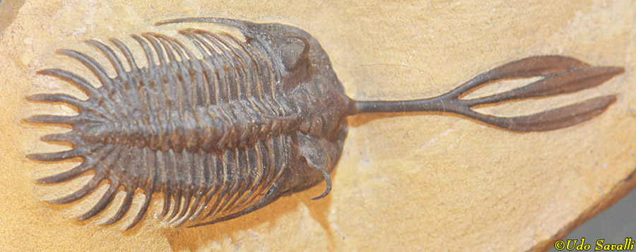 Walliserops trilobite