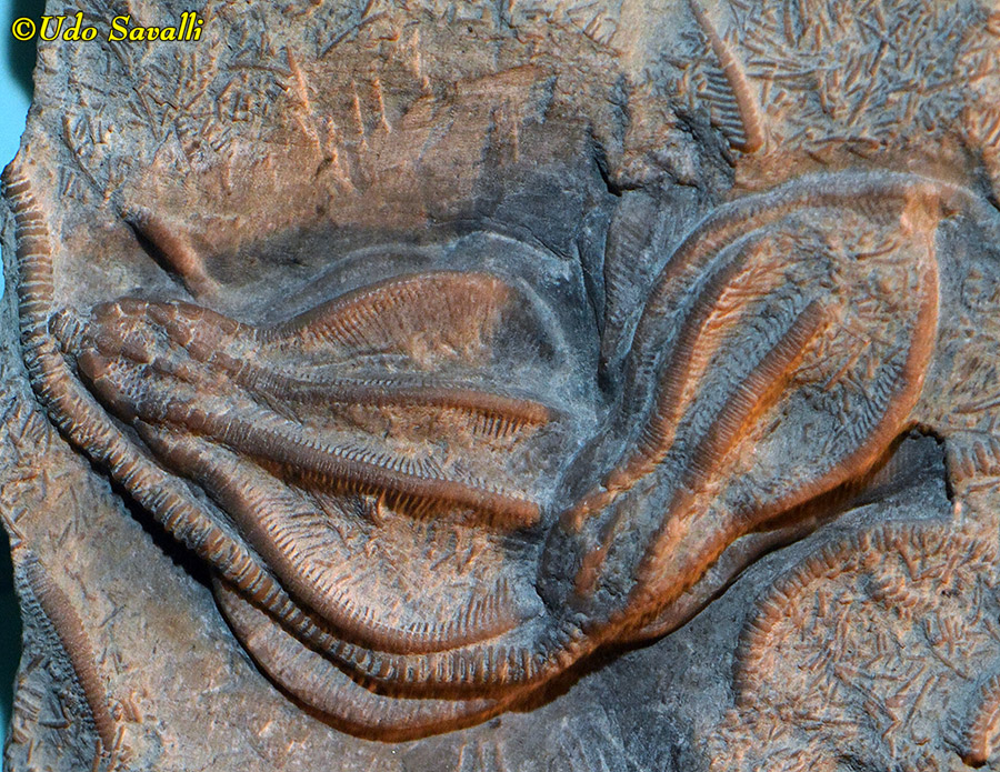 Xenocrinus crinoid fossil