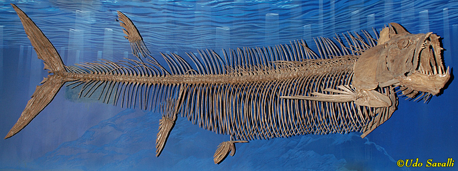 Xiphactinus skeleton