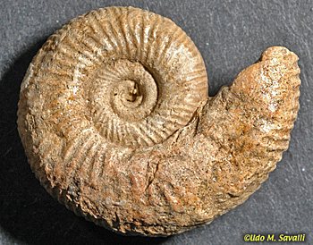 mold and cast fossils
