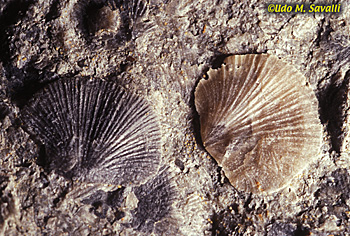 mineralized fossils