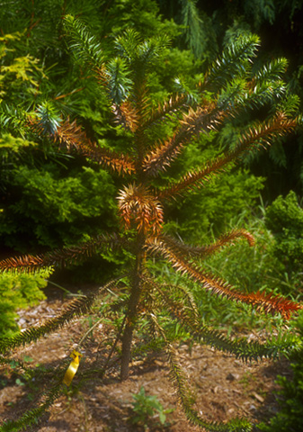 conifers plant jurassic