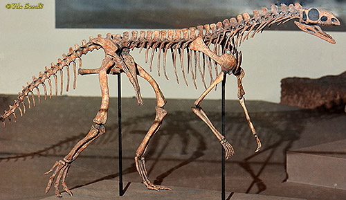 Asilisaurus