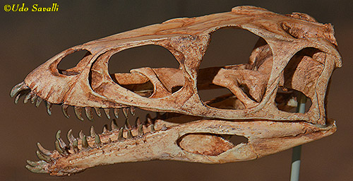 Masiakasaurus skull