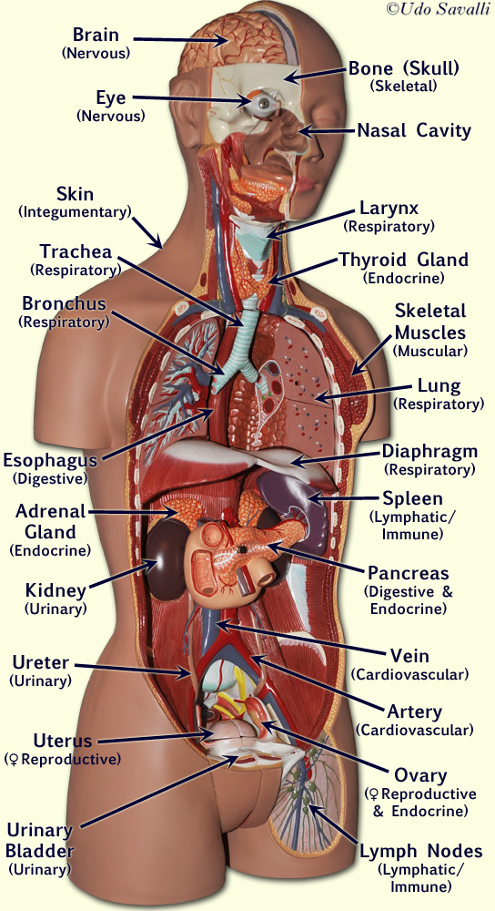 human organ system diagram
