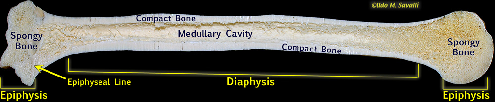 sectioned bone labeled