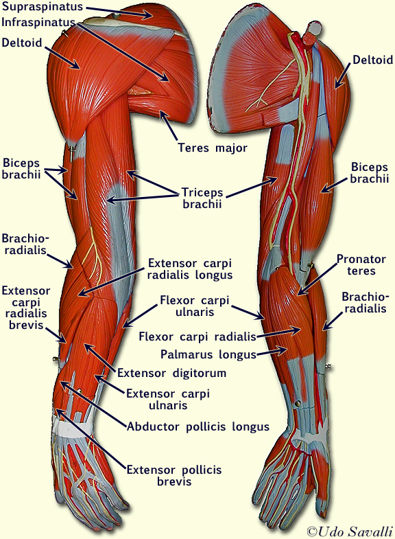 arm muscles labeled