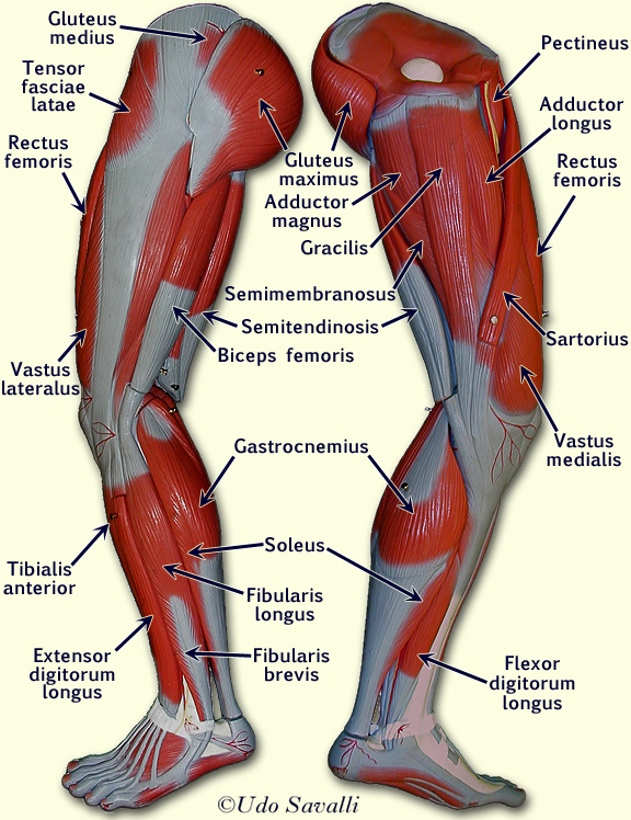 Muscles of the lower leg and foot, Human Anatomy and Physiology Lab (BSB  141)