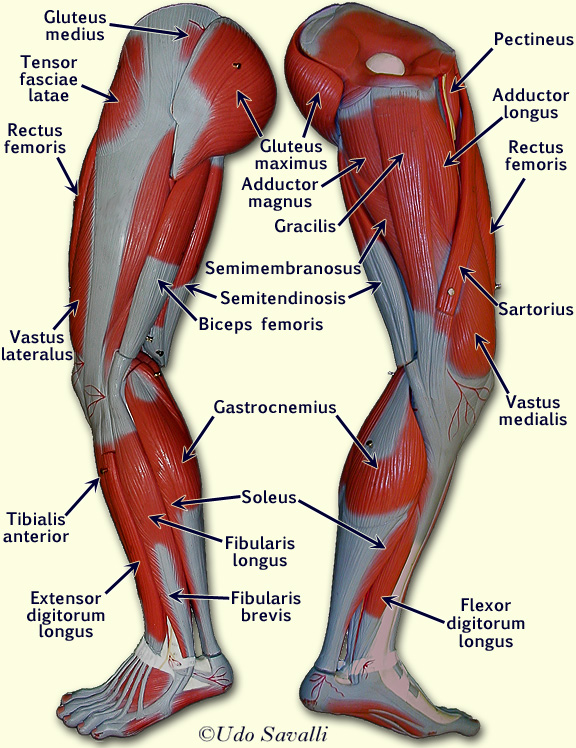 BIO201 Leg Muscles