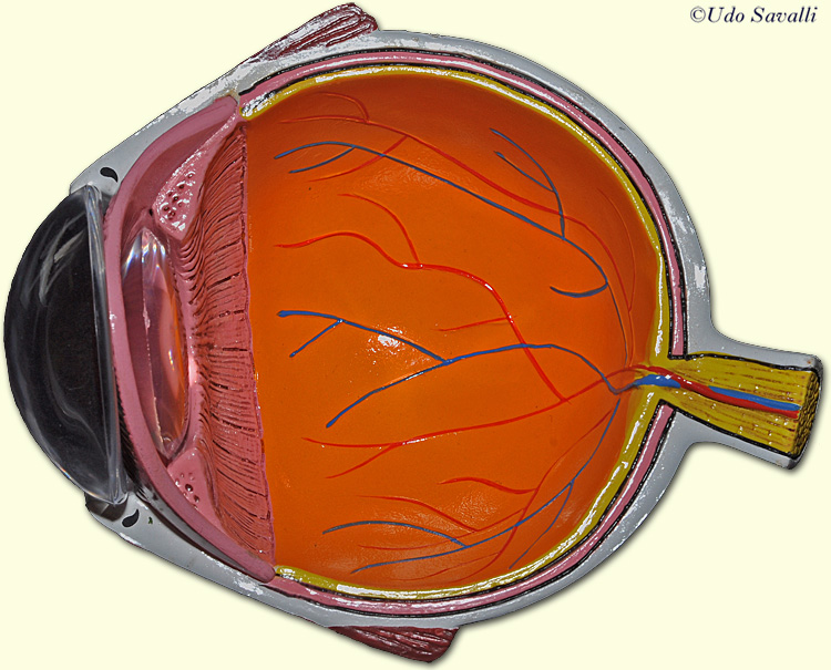 Сетчатка размеры. Анатомия глаза человека сетчатка. Глаз в разрезе. Глаз модель анатомия. Человеческий глаз в разрезе.
