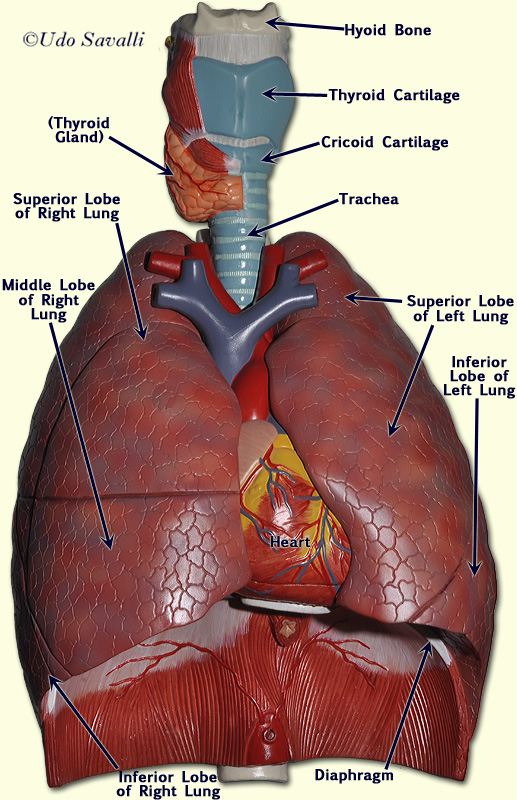 BIO202-Respiratory System