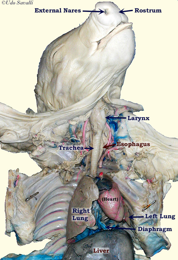Anterior of pig labeled